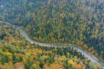 Fog in the mountain forest with yellow and red leaves, top view