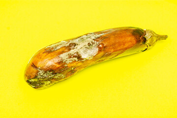 Rotten eggplant isolated on yellow background. An old spoiled moldy vegetable.