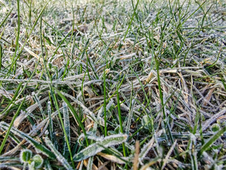  top view grass covered with frost close-up