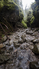 stream in the forest