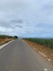 石垣島 田舎道 さとうきび畑 八重山諸島 沖縄県