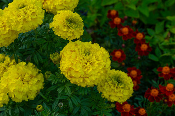 yellow and red flowers