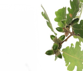 Naklejka premium Oak leaves and young acorn on branch, green foliage isolated on white background