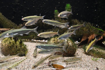 Süßwasserfische im Aquarium