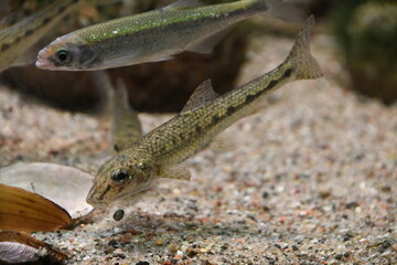 Süßwasserfisch: Gründling im Aquarium 