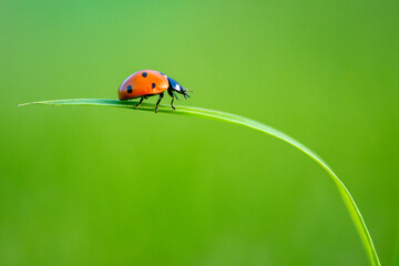 Ladybug on green leaf in a sunny day © tutye