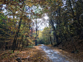 path in the autumn forest