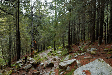 Mountain hill path road panoramic landscape