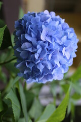 Obraz premium Selective focus of hortensia flower in the garden. Beautiful flower texture.
