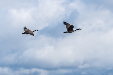 Pair of Canadian geese flying
