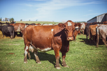 Red angus shorthorn cow standing outside in summer pasture with other bovine animals