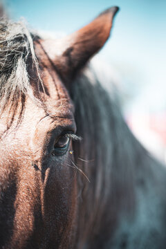 Large red rouan draft horse close up
