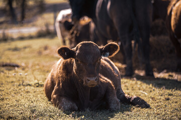 Shorthorn red angus calf laying down in grassy field in summer pasture