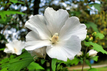 Close up of a white Hibiscus flower with a fully developed pistil in a woodland setting
