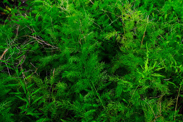 abstract backdrop or fresh green leaves texture background, monsoon mood