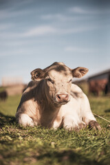 Charolais calf laying down in grassy field on a sunny day in the country