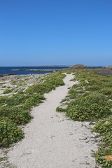 Fototapeta na wymiar path to the sea on the island of Hoedic 