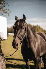 Beautiful close up on a black quarter horse in quebec canada in summer