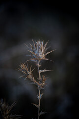 Close up dried thistle flower. 
Macro photography