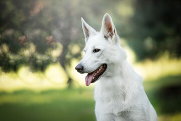 White Swiss Shepherd Dog - portrait of a dog