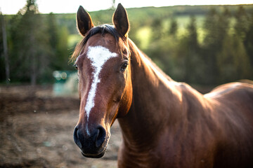 Beautiful close up on a Chestnut bai horse in quebec canada in summer pasture