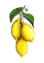 Watercolor lemons on a branch with leaves and flowers high resolution drawing. Watercolor drawing of juicy lemons on a branch isolated on a white background. Realistic watercolor painted lemon fruit.