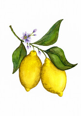 Two lemons hang on a branch with leaves and flowers. Pair of watercolor hand drawn lemons isolated on white background. Realistic watercolor painted lemon fruits in vintage style.