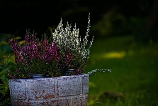 Jesień - kwitnące wrzosy  białe i r&oacute;żowe ( fioletowe ) . Autumn - blooming white and pink (purple) heaters .