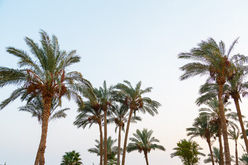 Date palms against the background of the sky colored with reflections of the sun.