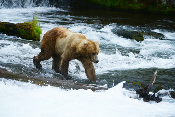 grizzly bear hunting salmon