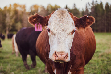 Cows in summer pasture at the end of the day in quebec canada. Bovine or cattle outside. Angus, black angus and Charolais breed of cattle.