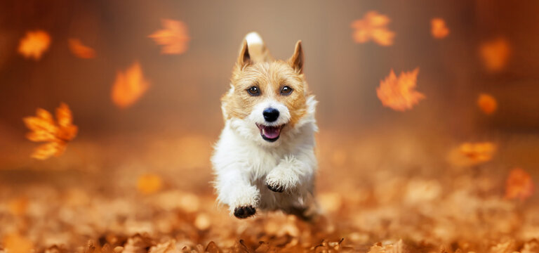 Funny happy cute smiling pet dog puppy running in the leaves. Orange red autumn fall or halloween, thanksgiving day banner. 