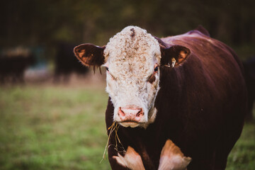 Cows in summer pasture at the end of the day in quebec canada. Bovine or cattle outside. Angus,...