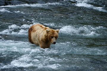 grizzly bear in katmai