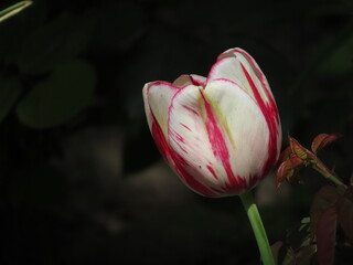 red and white tulip
