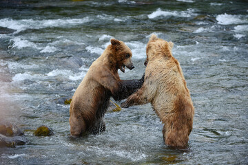 Fototapeta premium grizzly bear fight