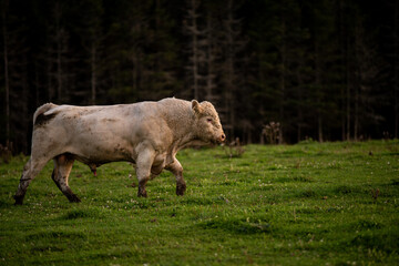 Big white charolais bull outside in summer pasture in quebec canada