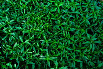 Obraz premium abstract backdrop or fresh green leaves texture background, monsoon mood