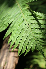 Selective focus of beautiful ferns leaves green foliage. Close up of beautiful growing ferns in the forest. Natural floral fern background in sunlight.