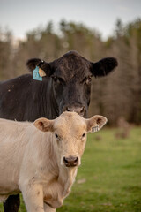 Cows in summer pasture at the end of the day in quebec canada. Bovine or cattle outside. Angus, black angus and Charolais breed of cattle.