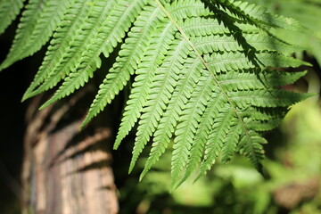 Selective focus of beautiful ferns leaves green foliage. Close up of beautiful growing ferns in the forest. Natural floral fern background in sunlight.