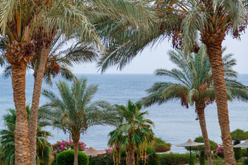 Fototapeta na wymiar Date palms with fruits against the background of a light blue sky and a calm sea.