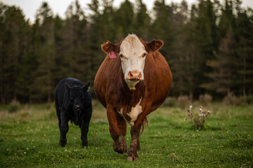 Cow and calf walking outside in summer pasture