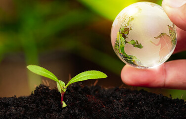 glass globe ball in hand with tree growing and green nature blur background. eco earth day concept.