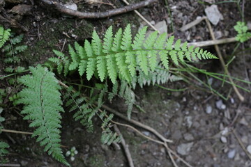 Selective focus of beautiful ferns leaves green foliage. Close up of beautiful growing ferns in the forest. Natural floral fern background in sunlight.