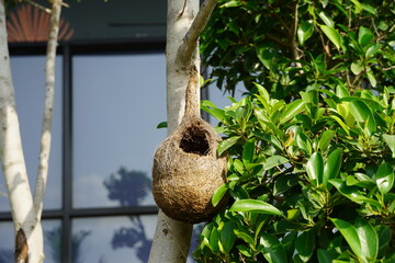 Wildlife - Weaver Birds Nest on a Tree in Nature Outdoor. Baya Weaver birds with action to building their nets in trees. No bird visible. Empty weaver bird nest. Single Bird's nest.