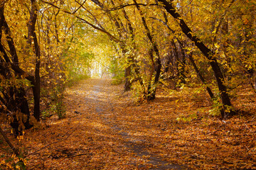 Beautiful path in the autumn forest with colorful trees. Autumn natural background