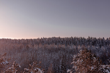 sunrise in the forest