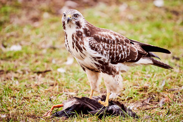 Common Buzzard in Vittskövle, Skåne, Sweden. This picture in taken from a hiding place.