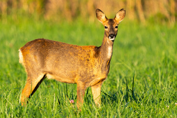 Deer in Skåne, Sweden